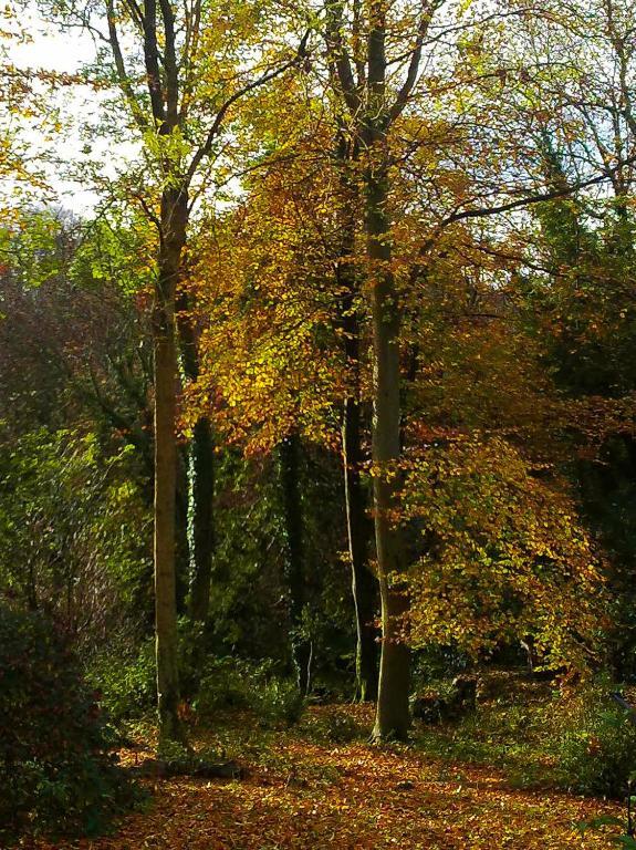 Bed and Breakfast Woodland Views Milton Abbas Exterior foto